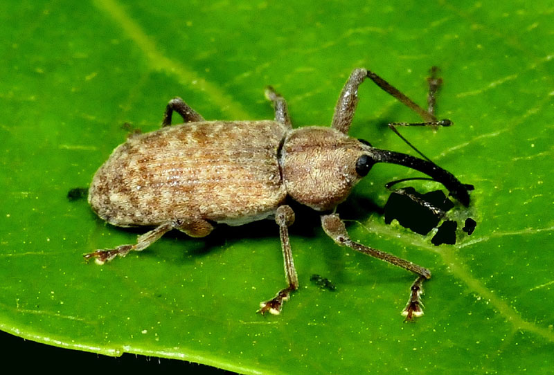 Curculionidae:  Dorytomus longimanus